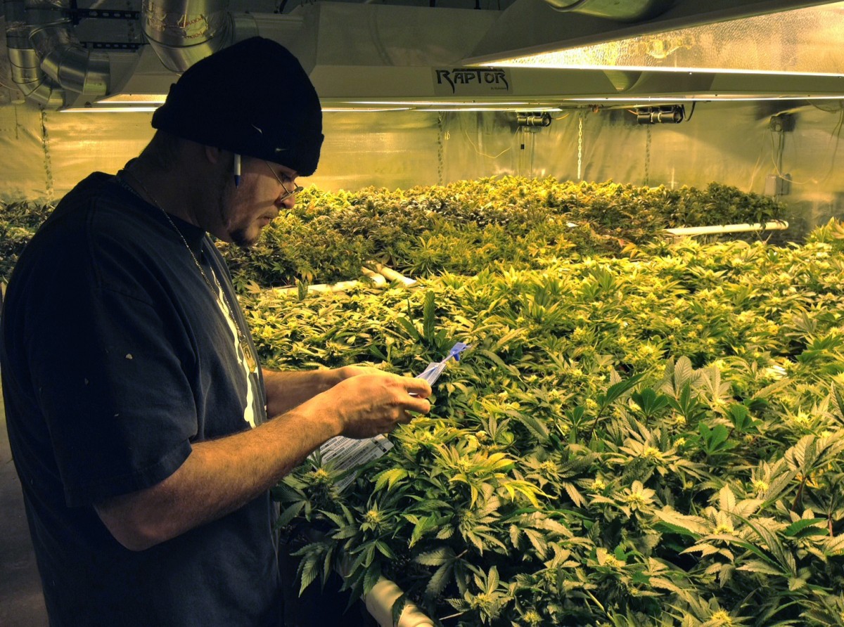 Amerikas Marihuana-Branche zwischen Boom und Bangen