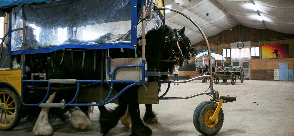 Kranke können sich in Luxemburg von Pferden massieren lassen