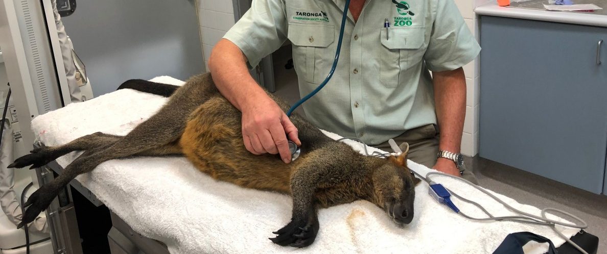 Auf der Brücke hüpft ein Känguru