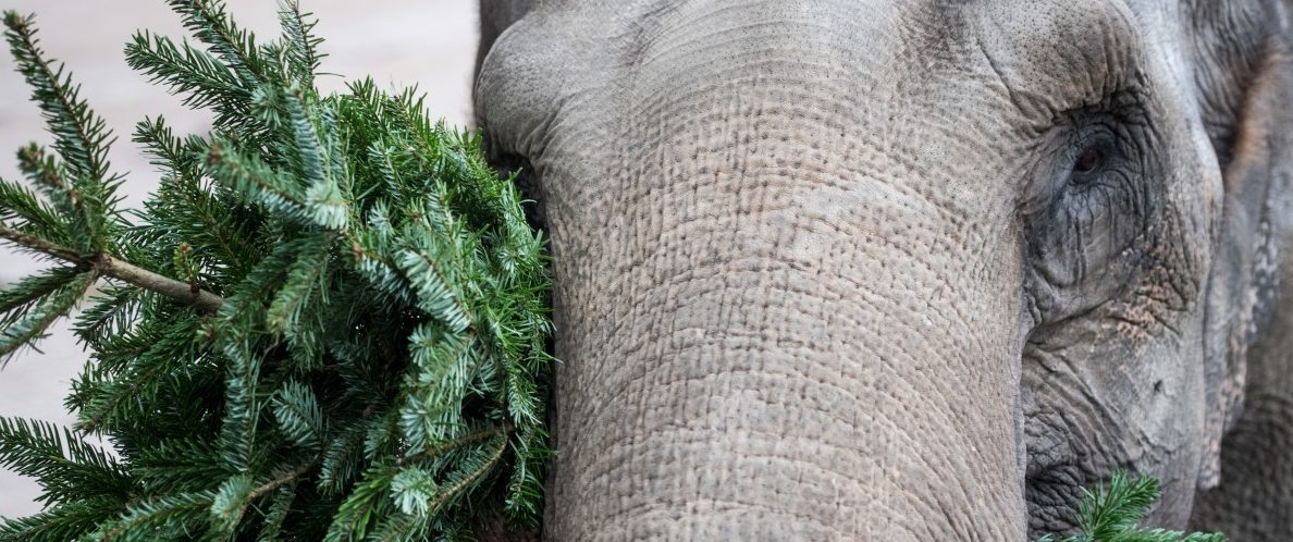 Deutscher mit Elefanten in marodem Sattelzug gestoppt