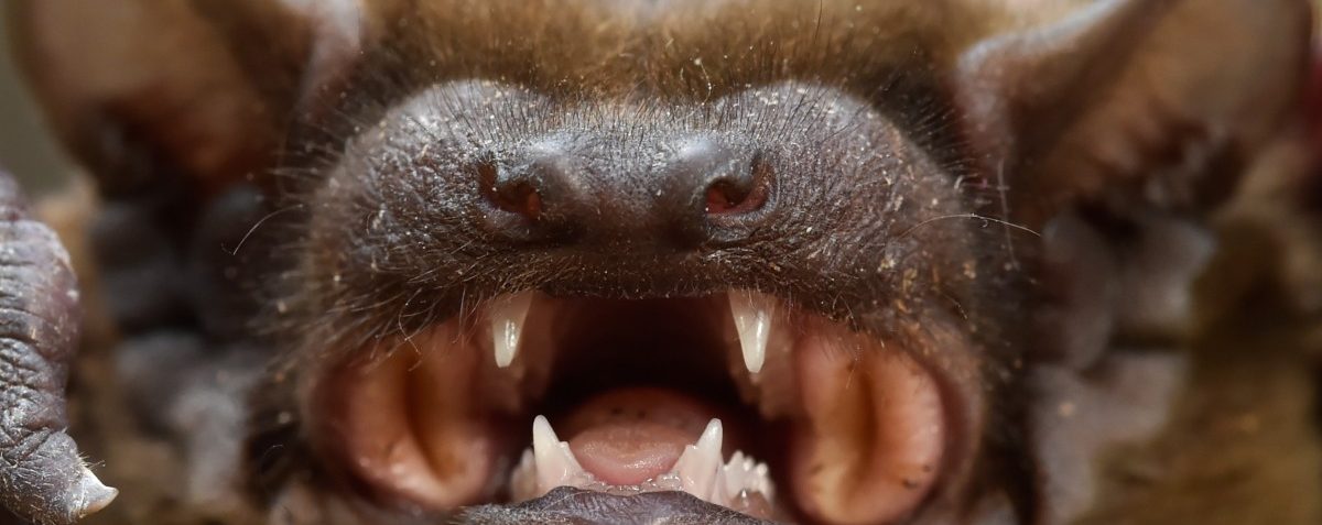 Australien: Extreme Hitze tötet Fledermäuse