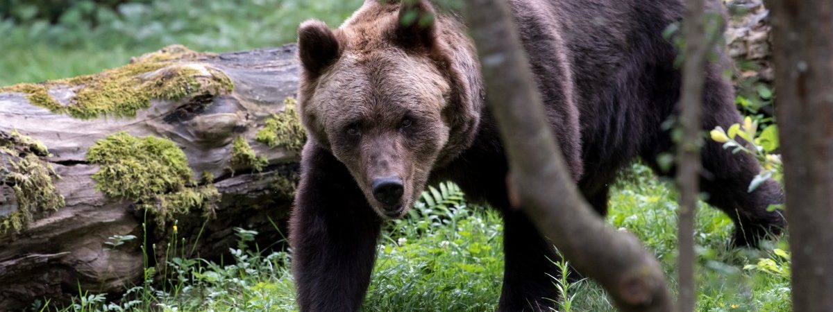 Die Bären-Aufbinder von Bitola