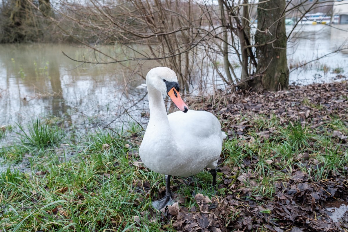 Foto: Patrick Flammang