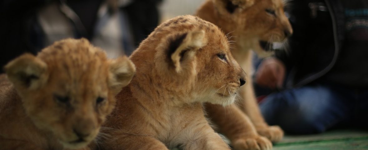 Zoo in Schweden tötet neun gesunde Junglöwen