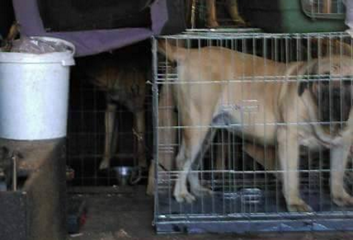 3.000 Euro Geldstrafe für den Kirchberg-Tierquäler