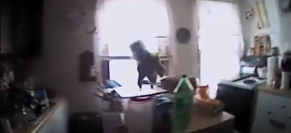 Jetzt gibt's eins auf die Nase! Eichhörnchen veralbert US-Cops