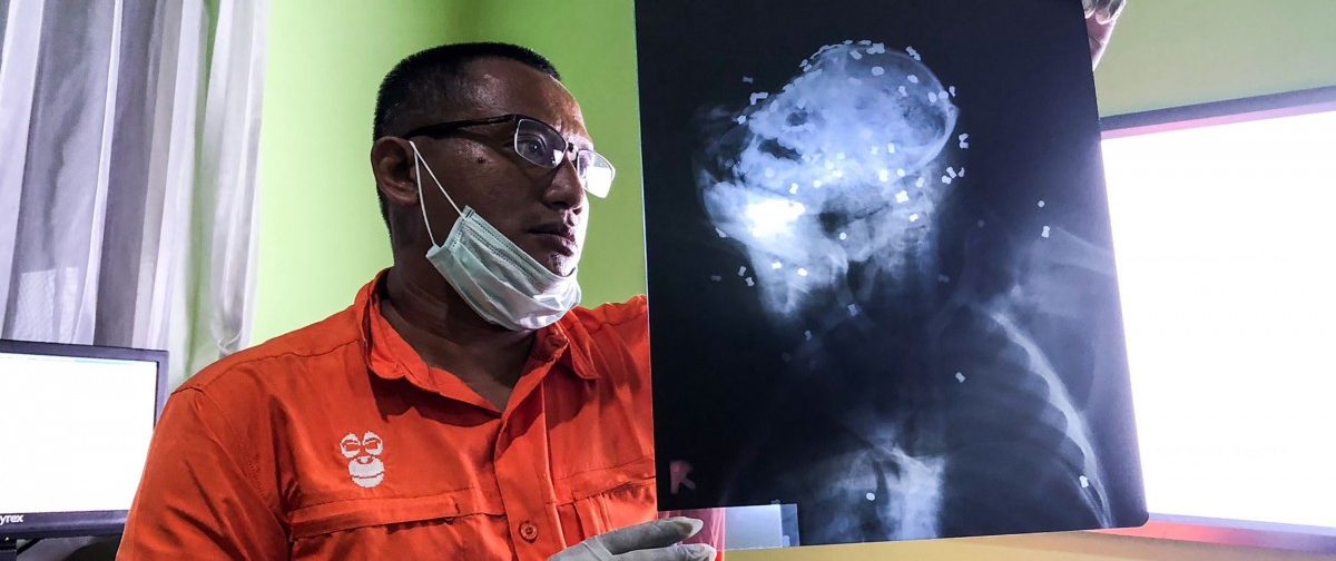 130 Schüsse auf Orang-Utan in Borneo - Tier stirbt in Klinik