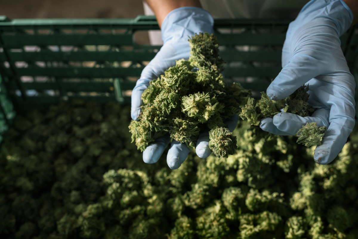 Dänemark will Europas Cannabisplantage werden