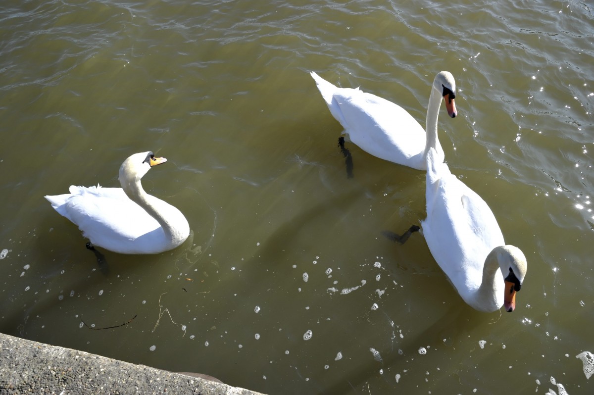 Editpress Claude Lenert (10)