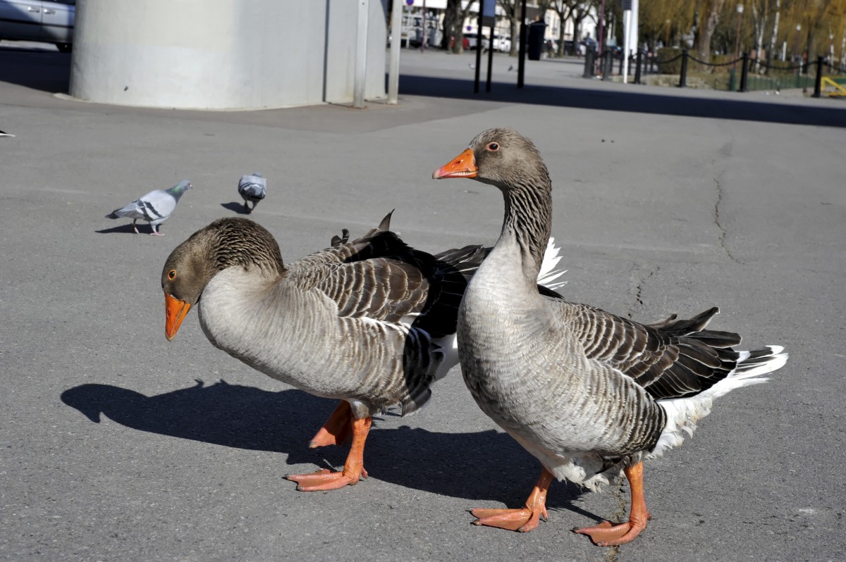 Editpress Claude Lenert (16)