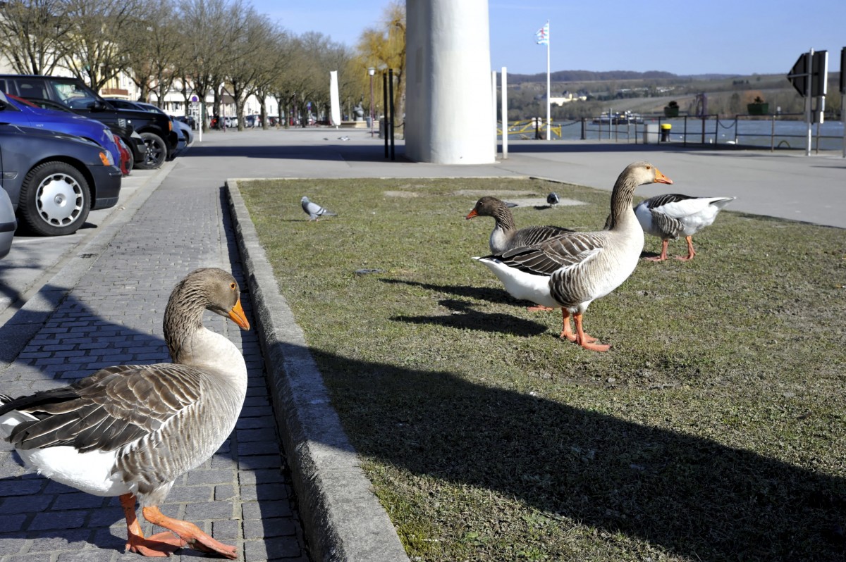 Editpress Claude Lenert (17)