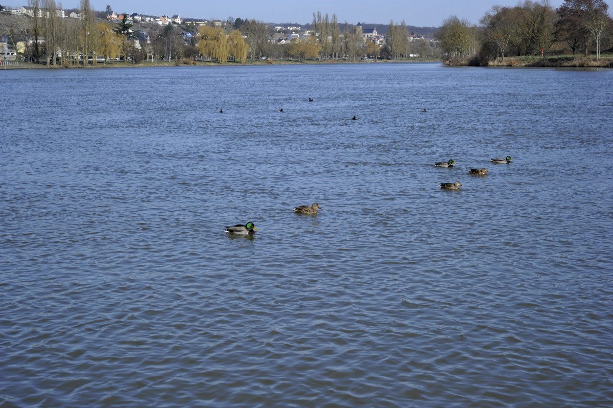 Editpress Claude Lenert (7)