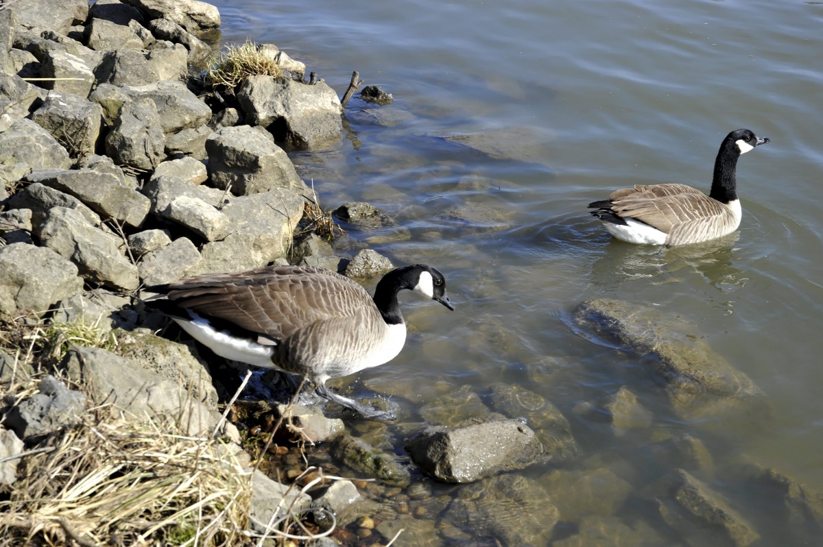 Editpress Claude Lenert (9)