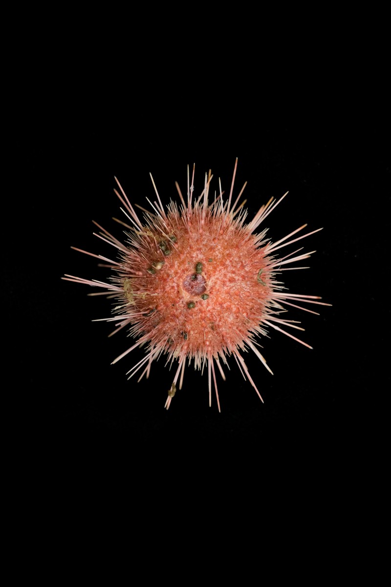 GP0STRHPE_PressMedia