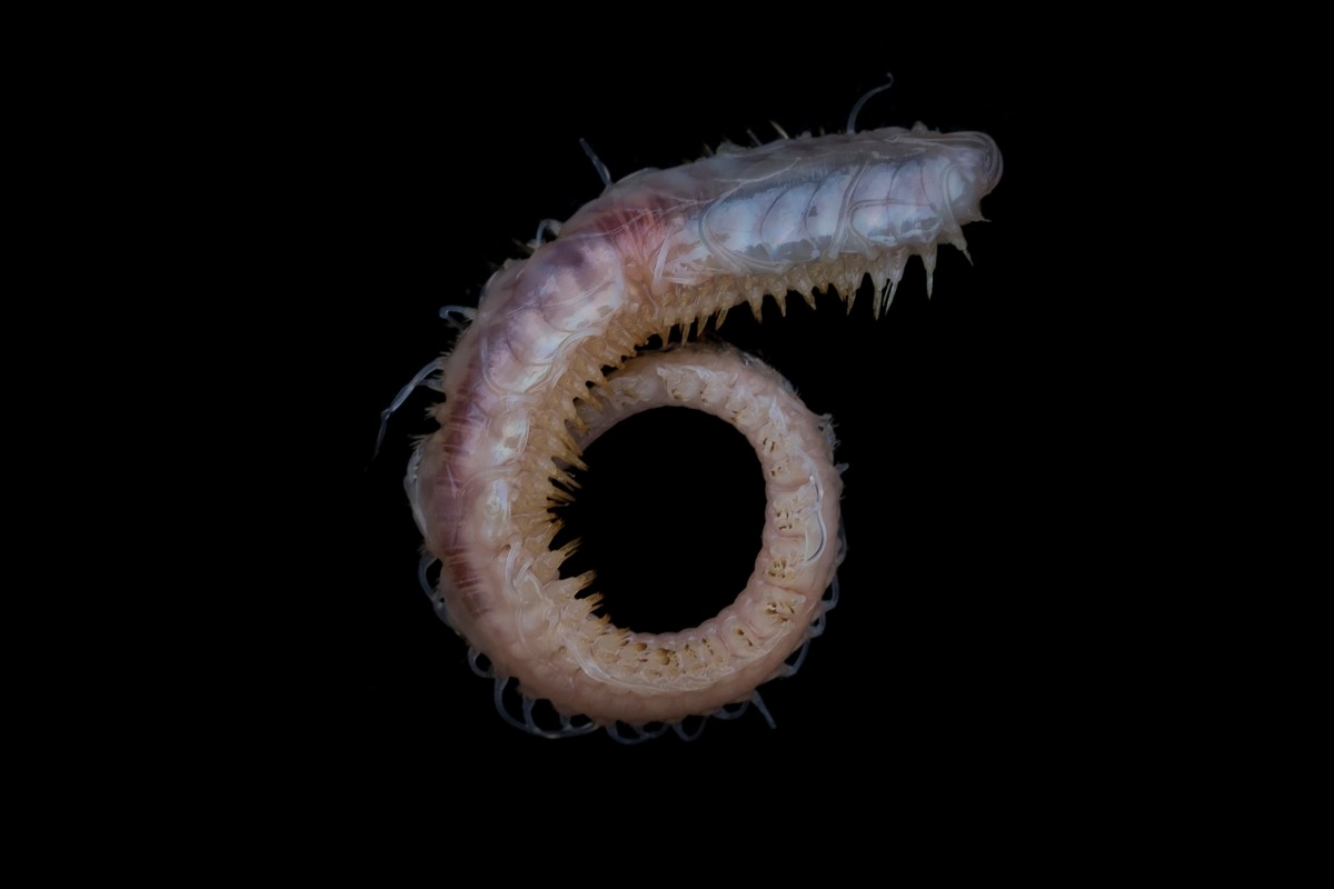 GP0STRIRQ_PressMedia