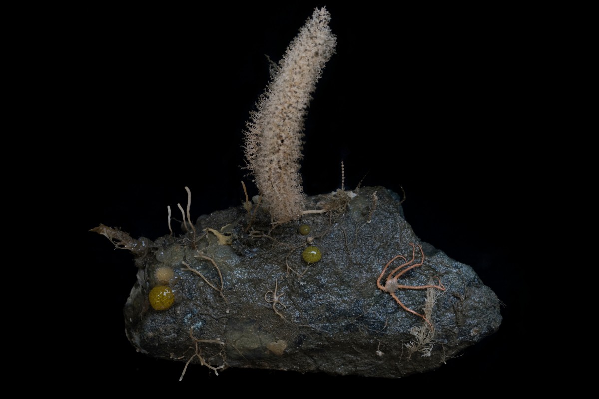 GP0STRIYD_PressMedia