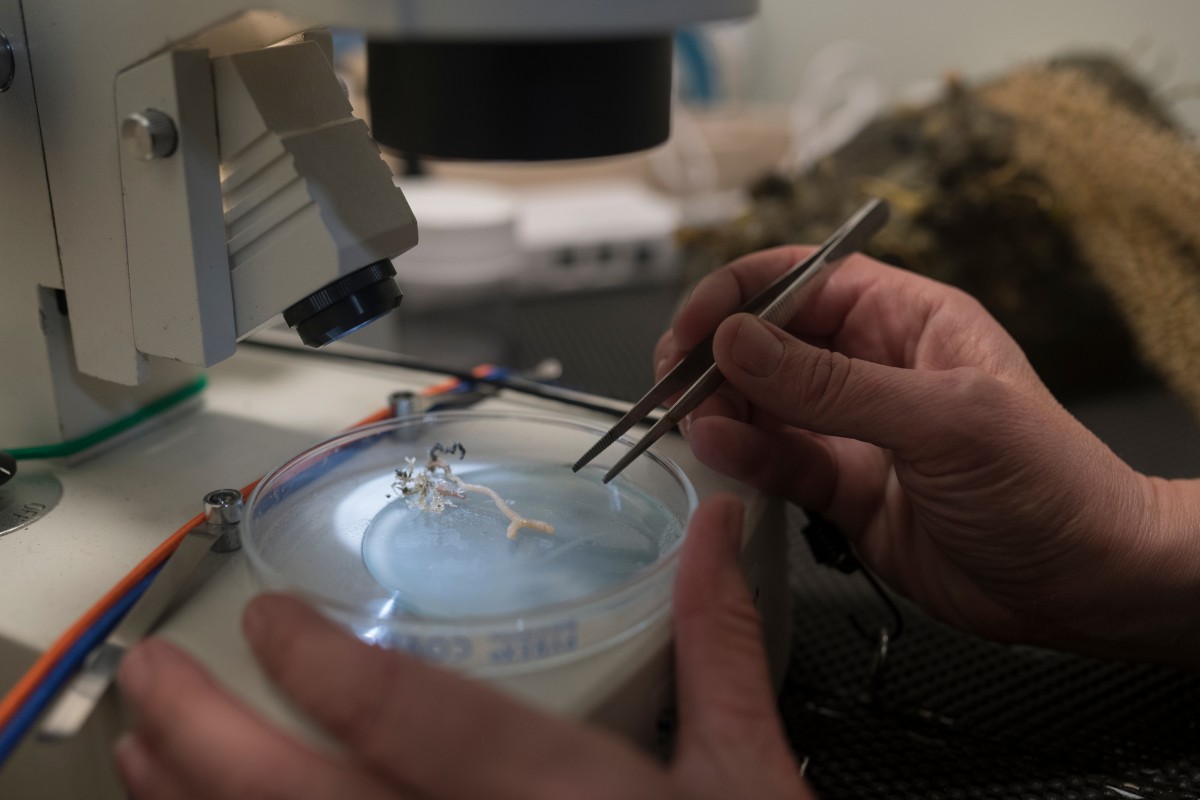 Erste Bilder aus der Tiefe des Polarmeeres