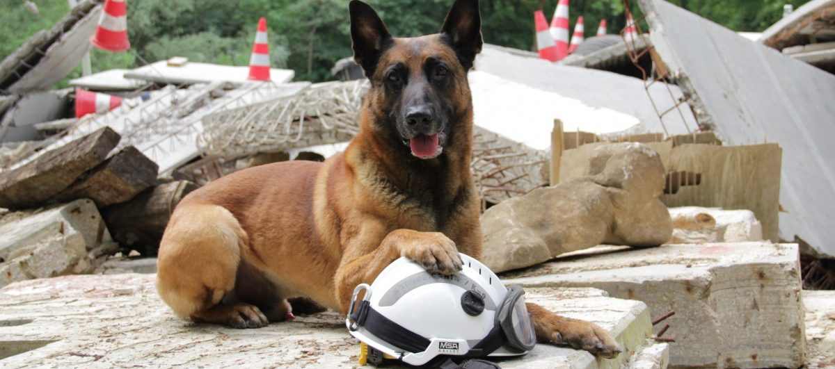 So retteten die Suchhunde Jack und Garou einem Düdelinger das Leben