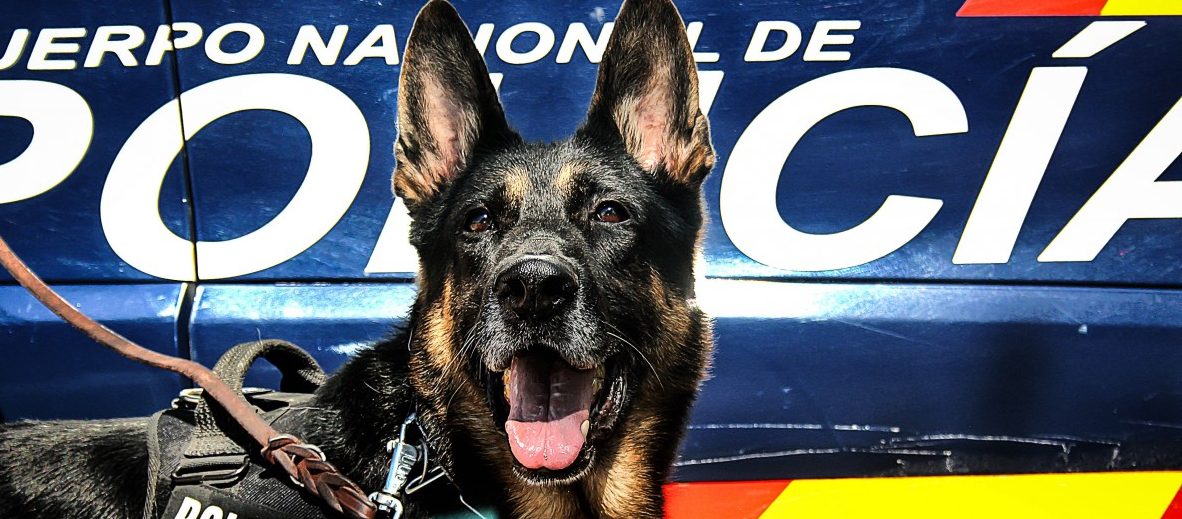 Spanische Polizei zerschlägt Pädophilenring