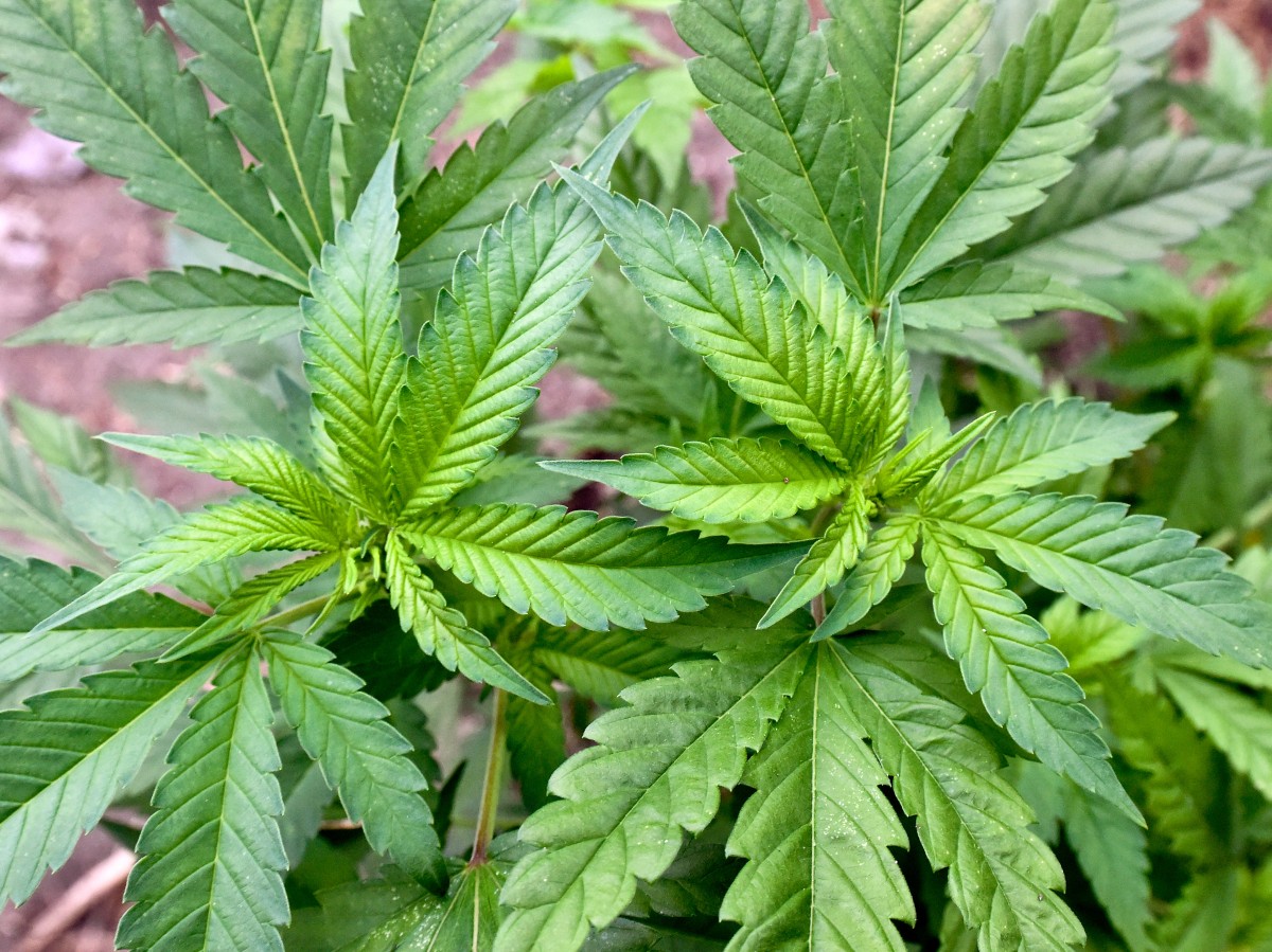 Cannabis zu therapeutischen Zwecken kommt