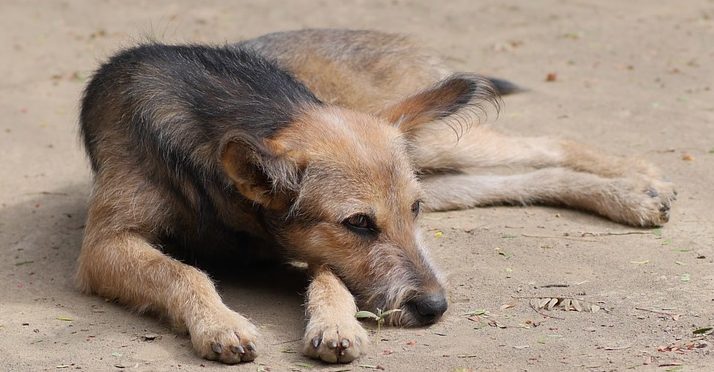 Fußball-WM bedroht obdachlose Tiere