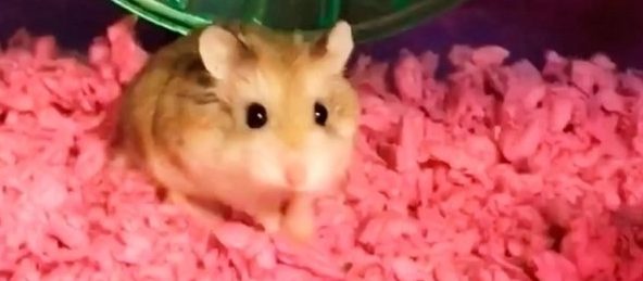 Frau musste ihren Hamster das Klo runterspülen