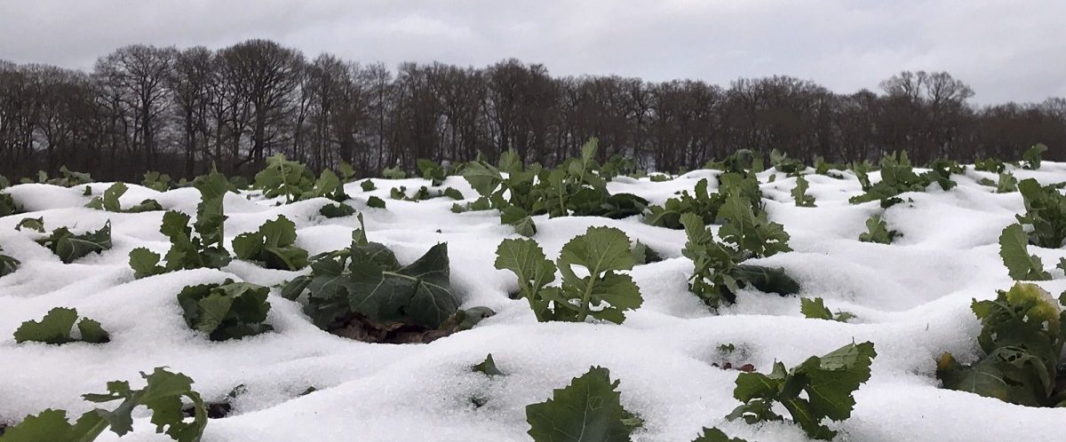 Rapsernte in Luxemburg: „Bis zum Totalausfall ist alles möglich“