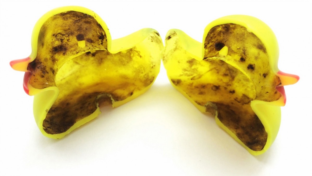 Die hässliche Seite der Badeente: Bakterien im Gummispielzeug