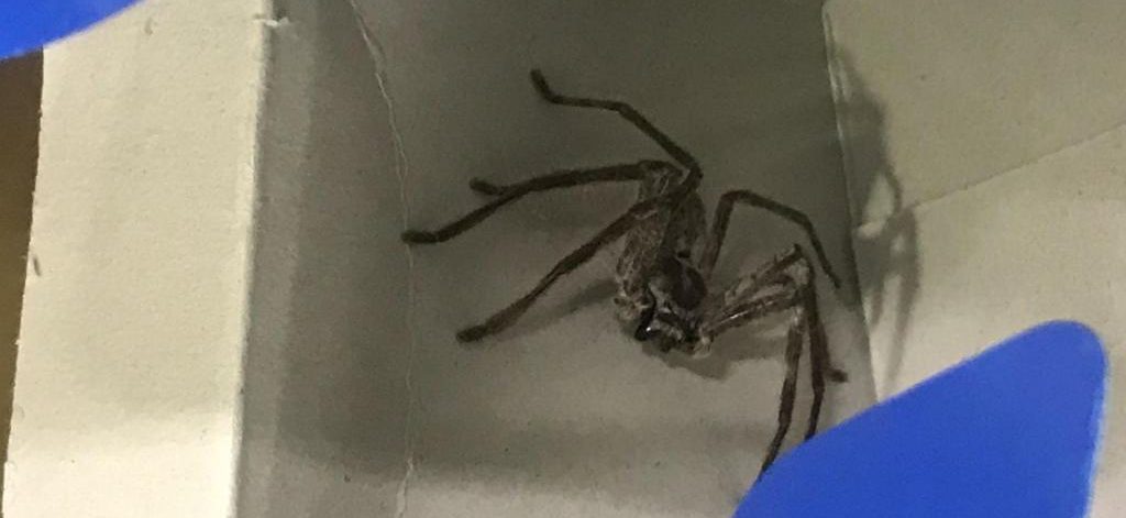 Riesenspinne klettert im Flugzeug aus Handgepäck