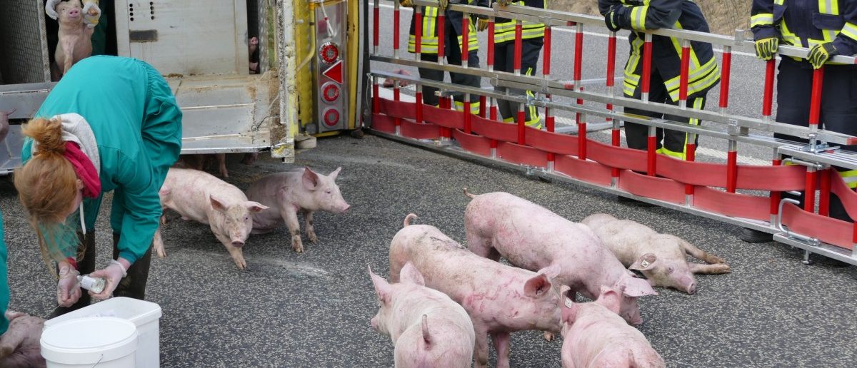 600 Ferkel sterben bei Unfall auf deutscher Autobahn