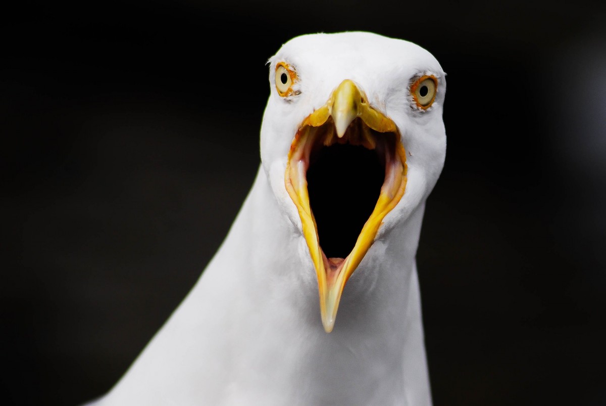 Ostende kämpft mit Drohnen gegen Möwen