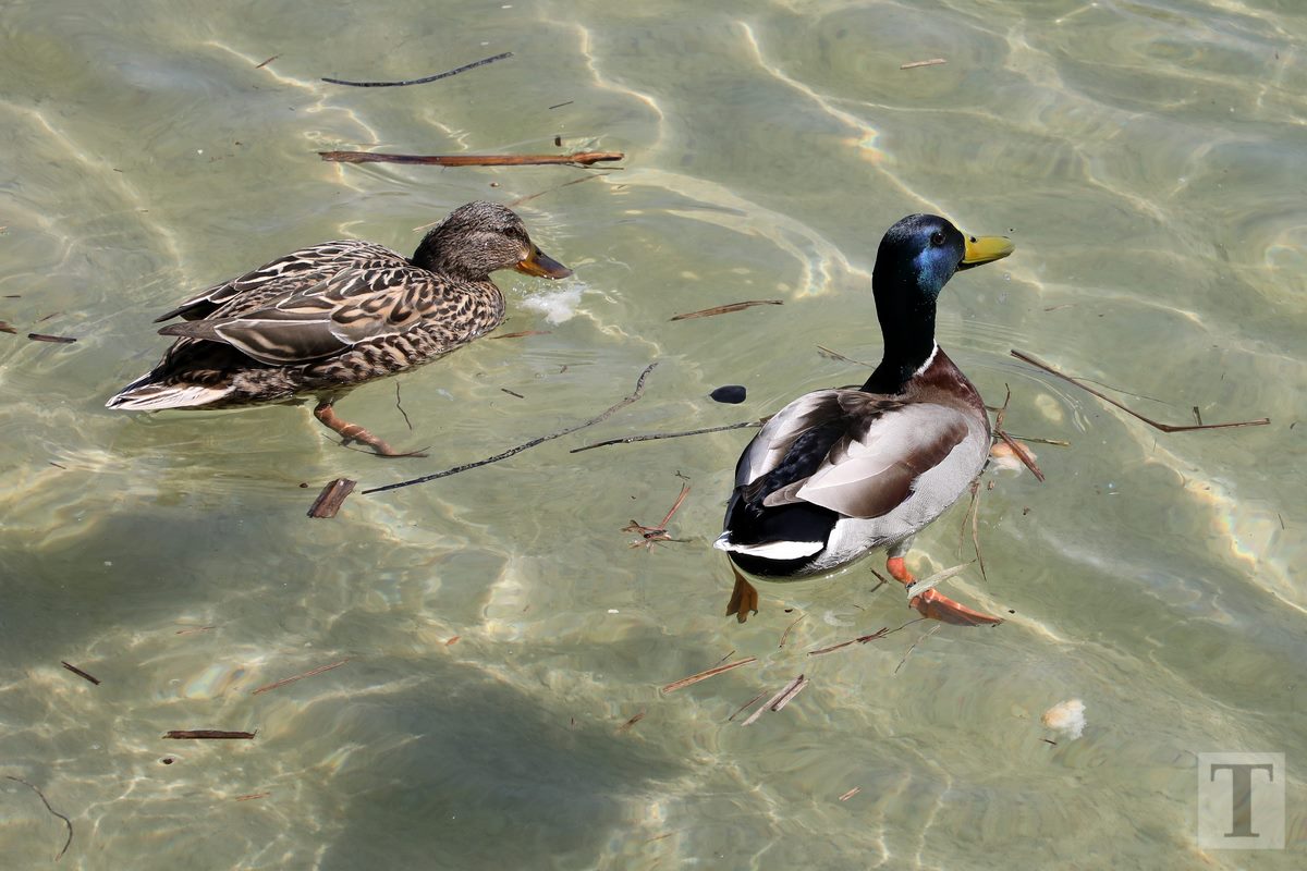 06.04.2018_Editpress_429445