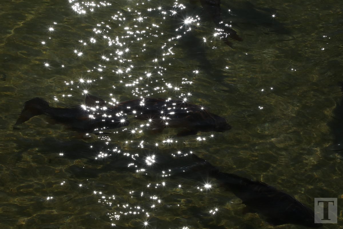 06.04.2018_Editpress_429449