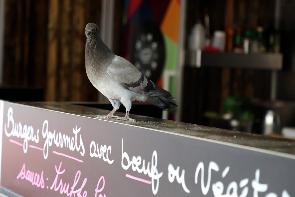 Foto: Didier Sylvestre