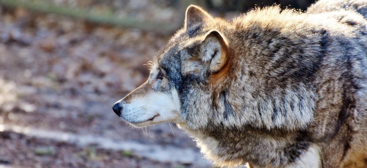 In Fuhren war ein Wolf unterwegs