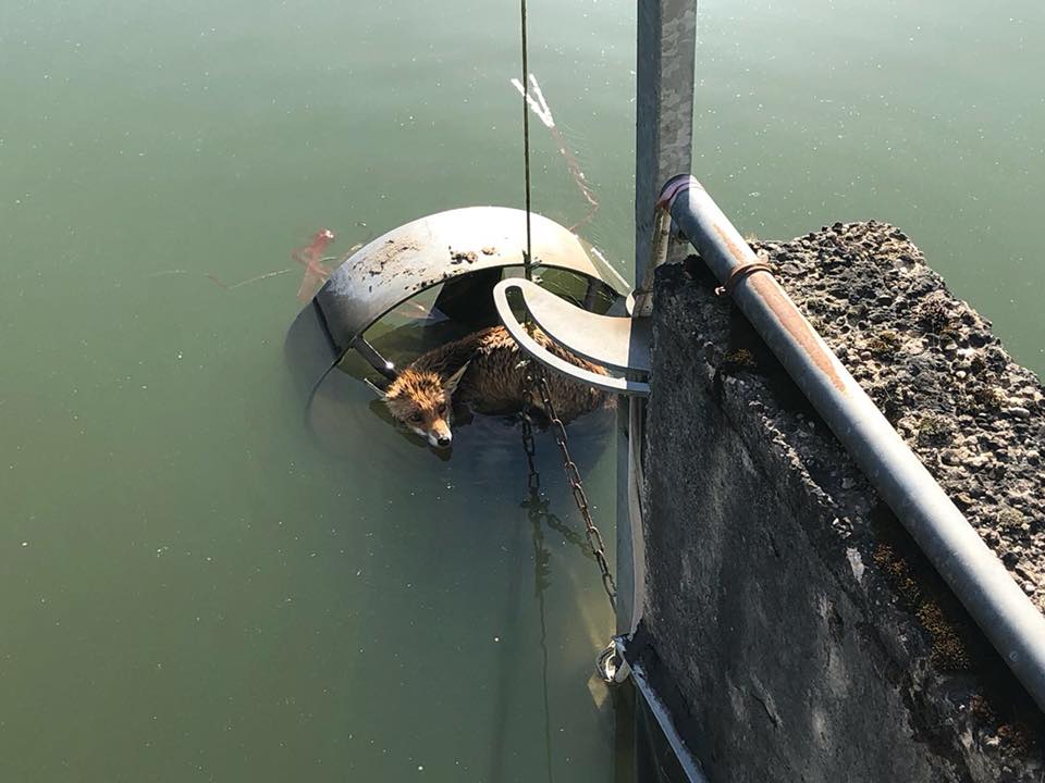 30709887_795616153962830_948007712971554816_n