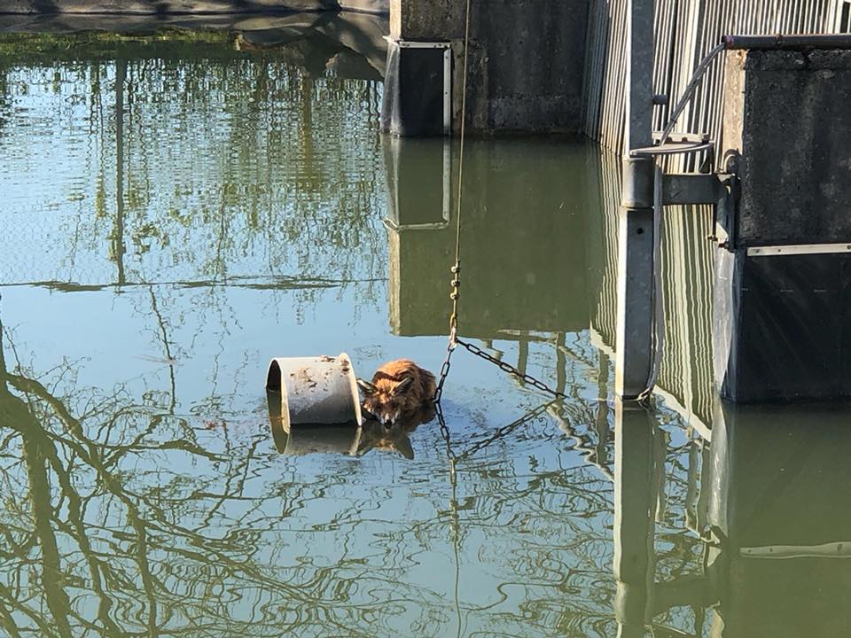 30729082_795616113962834_2973512056382160896_n