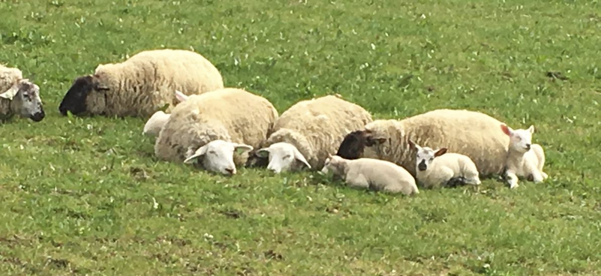 Goldene Zeiten für Wolle aus Luxemburg