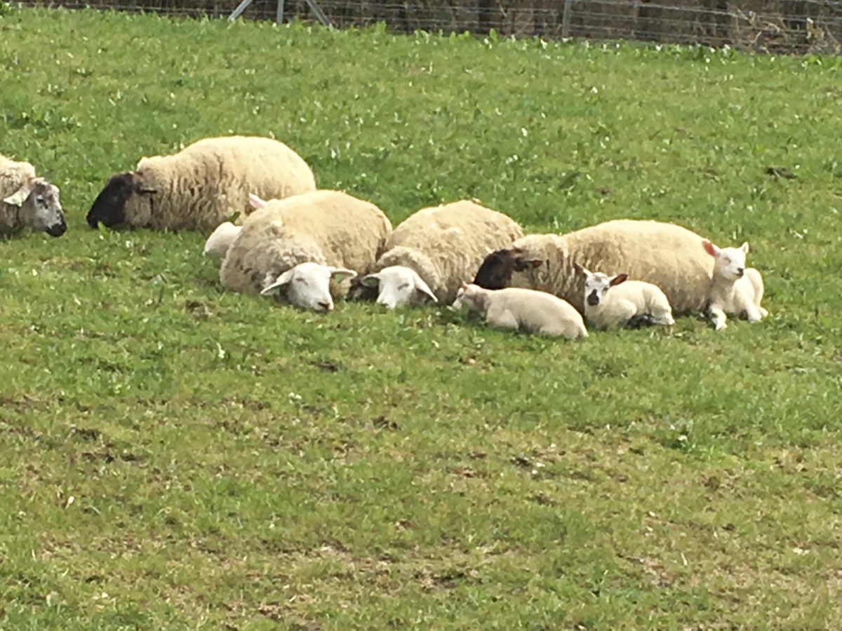 490_0008_14930283_Munshausen_Wolle_1