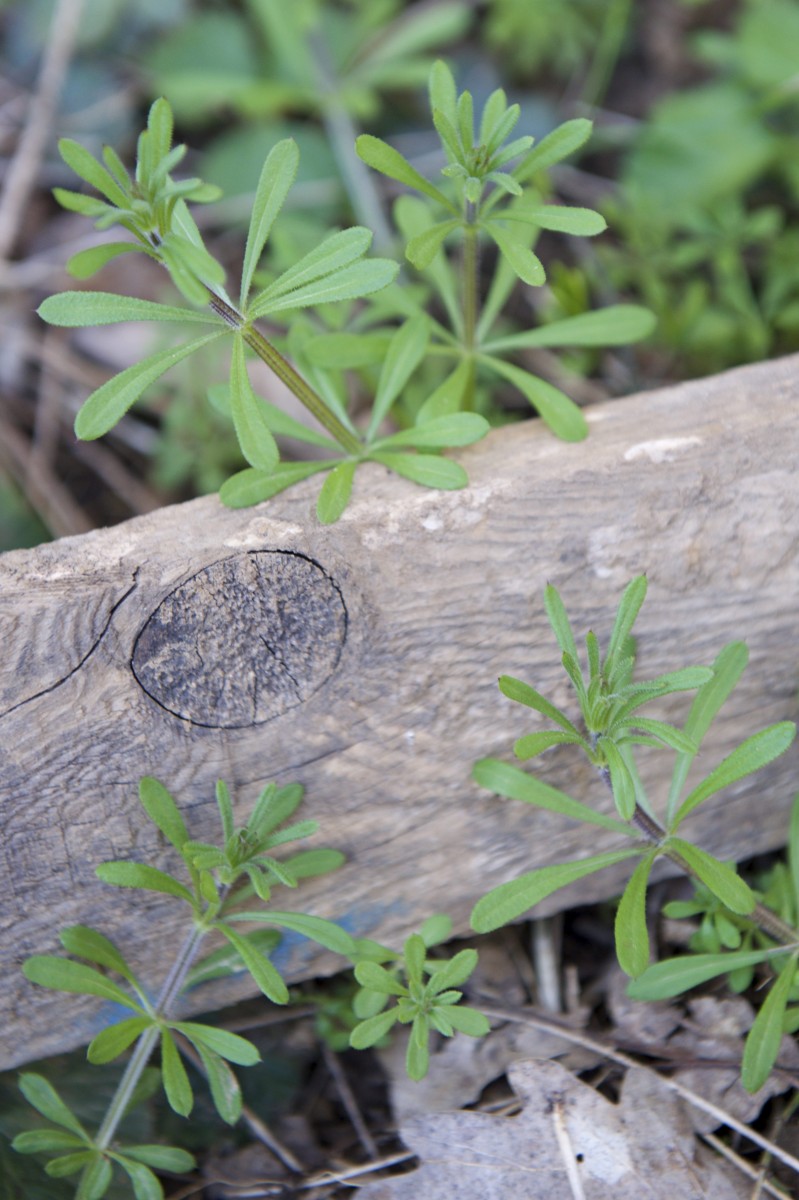 490_0008_14934657_12_04_2018_Editpress_430337