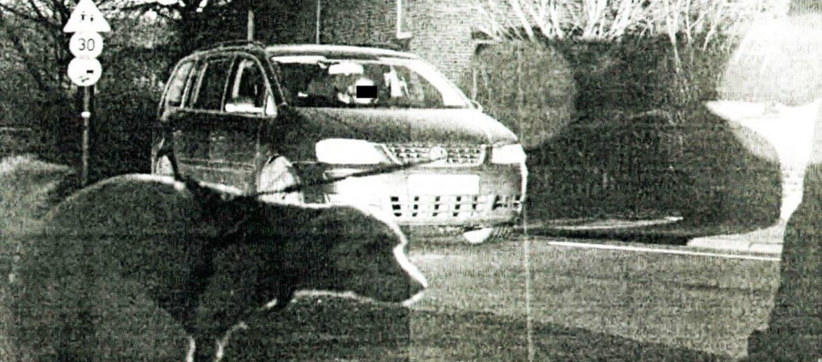 Zwölf km/h zu schnell – Blitzer erwischt ... Hund