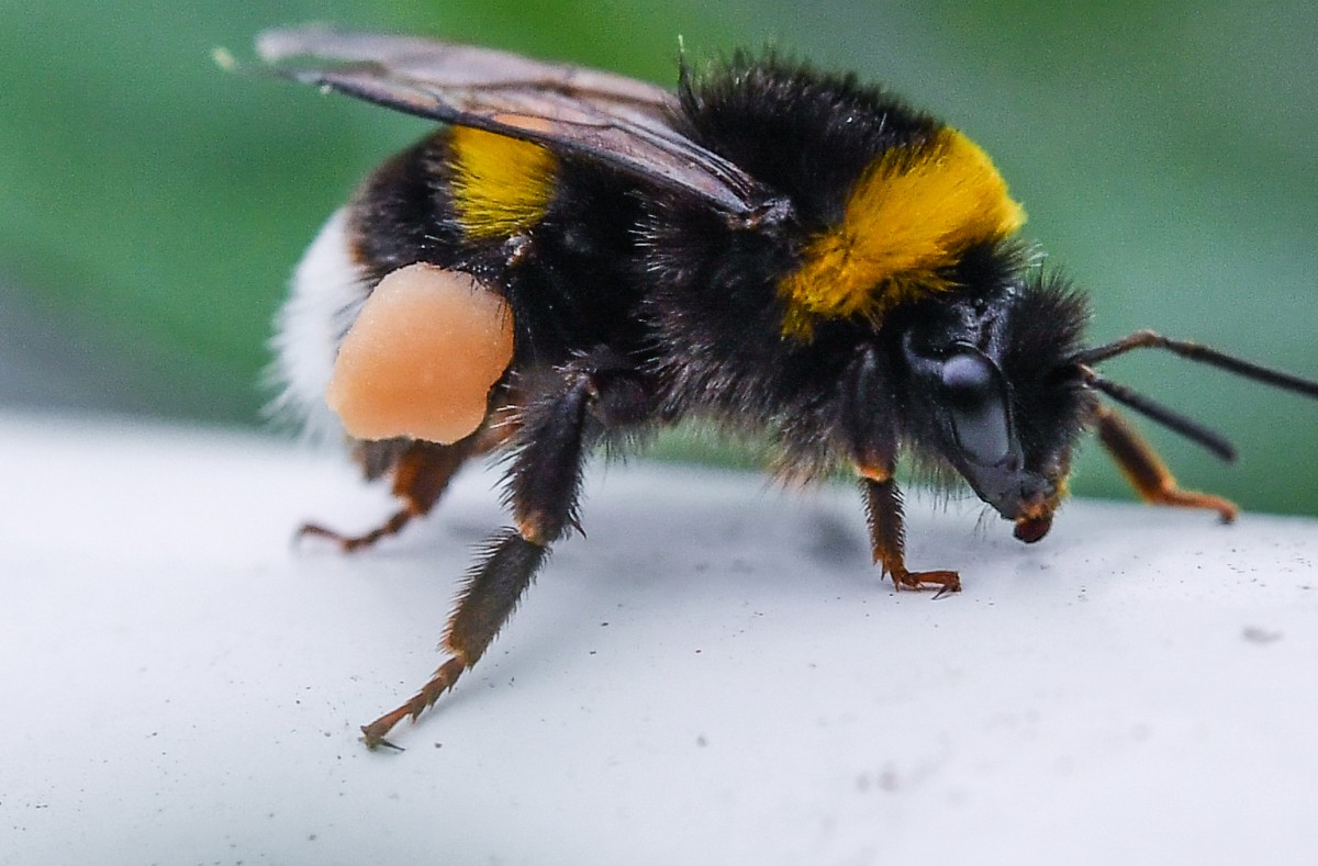 Hummel lässt Sattelzug umkippen