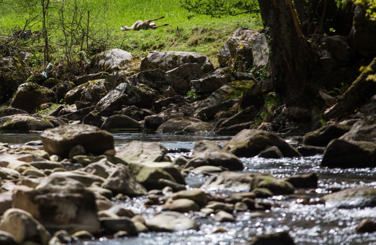 Mehrere_tote_Schafe_57162623