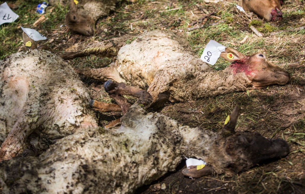 Mehrere_tote_Schafe_57162848