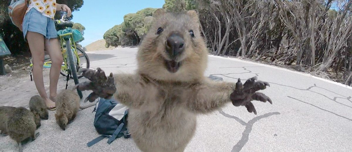 Streit um das glücklichste Tier der Welt