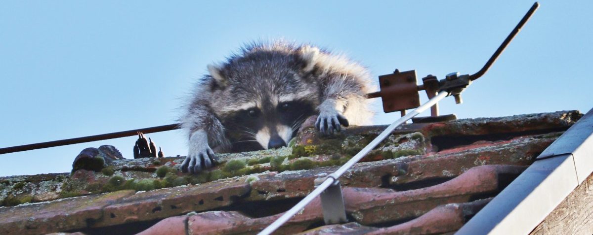Waschbär hängt in Blitzableiter fest