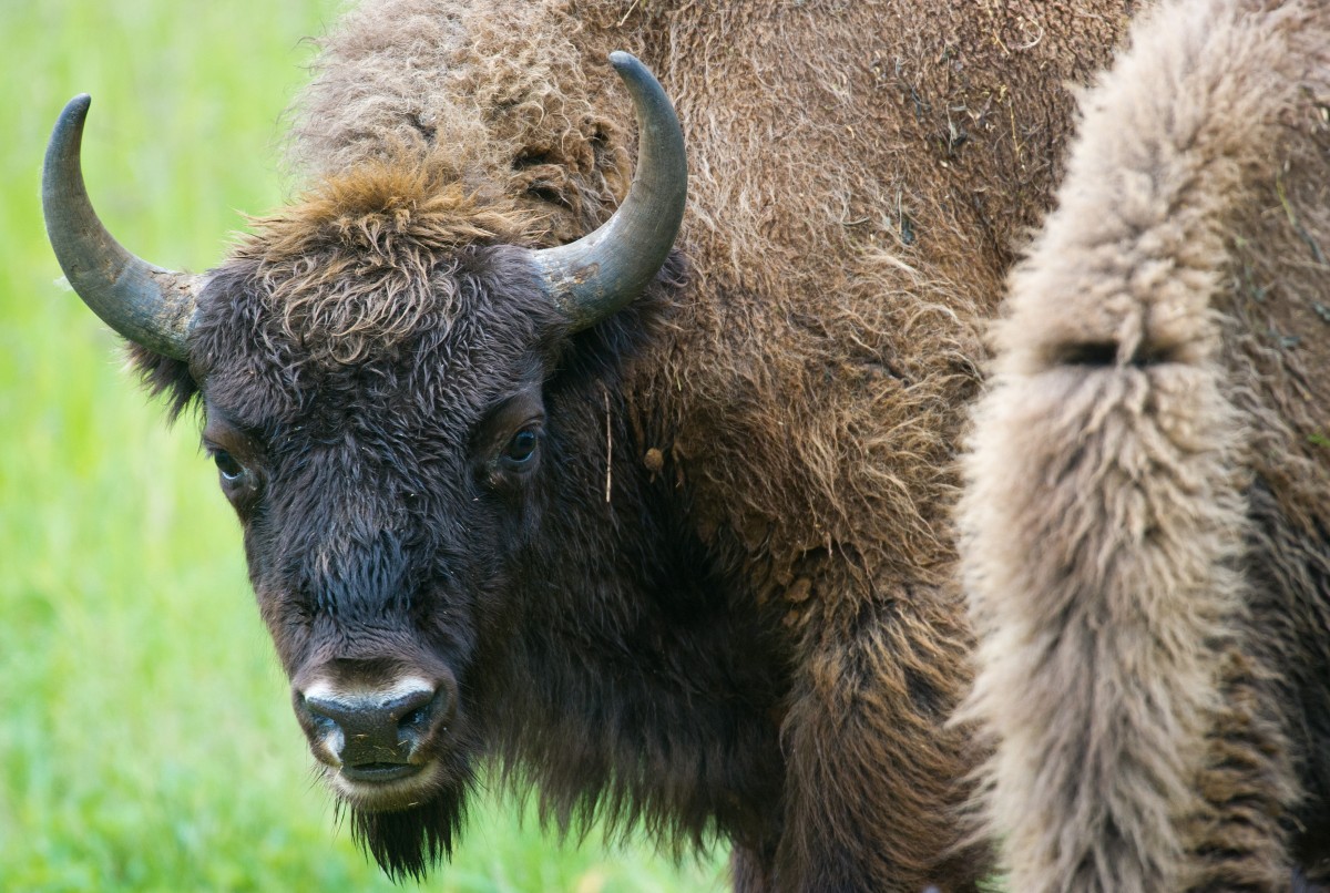 Polen rätselt über Tod von „Wojtek“