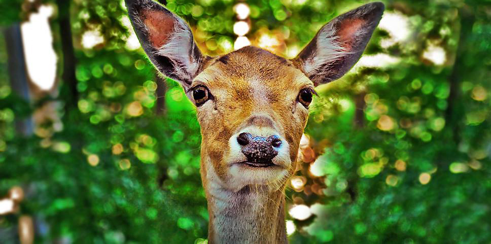 „Die Würde der Tiere“ per Gesetz