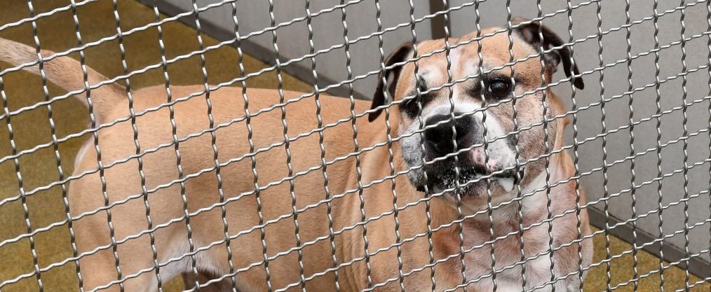 Deutscher Tierschutzbund will Hundeführerschein