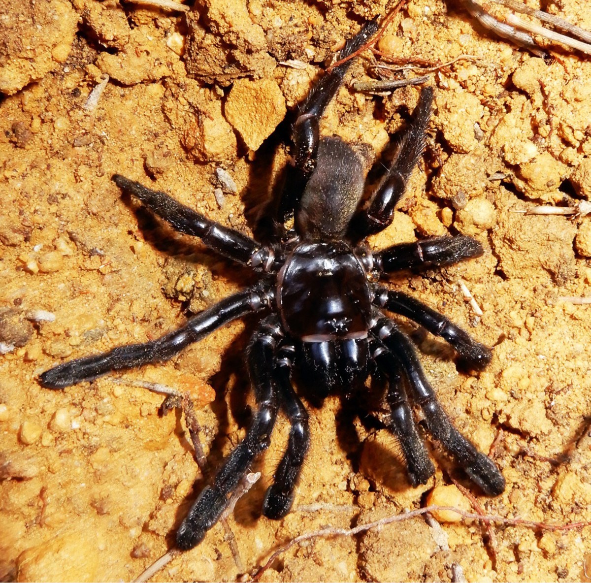 Älteste Spinne der Welt mit 43 Jahren gestorben